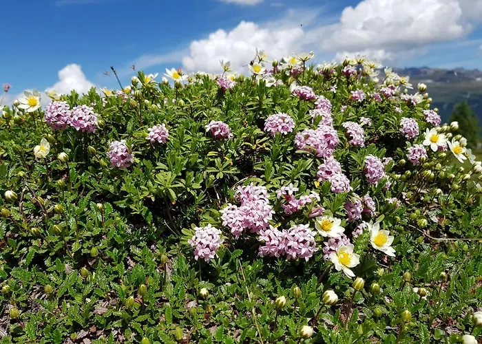 Gotschna Haus Bargis Appartement