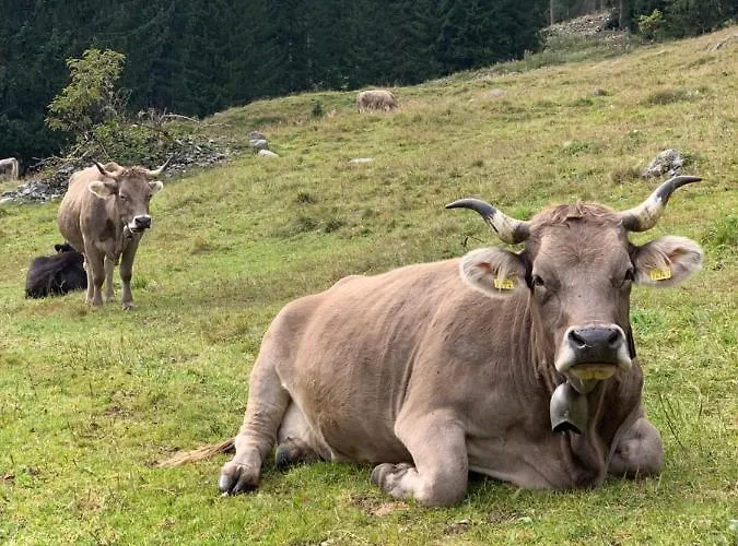 Gotschna Haus Bargis Daire Klosters