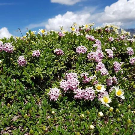 Gotschna Haus Bargis Apartmán